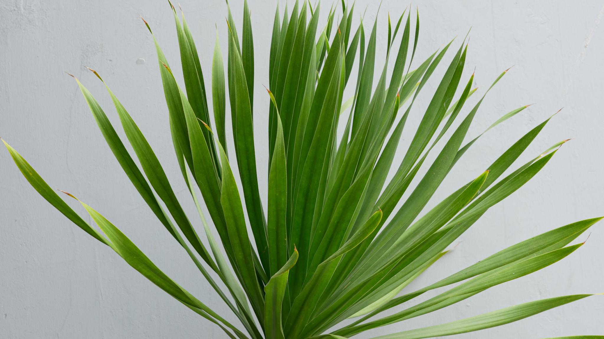 Yucca Elephantipes 'Relles Special' (Relles Special Spineless Yucca)