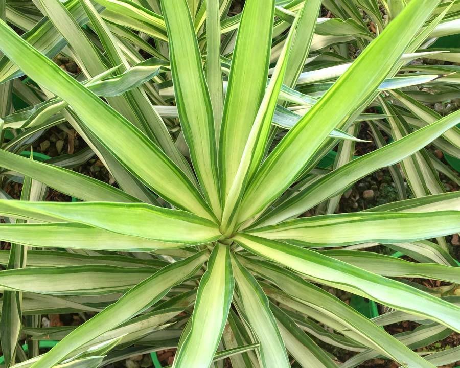 Yucca Elephantipes ‘Silver Star’ (Silver Star Spineless Yucca)