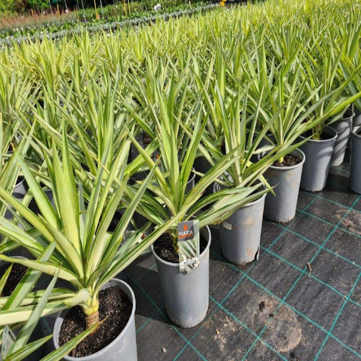 Yucca Elephantipes ‘Silver Star’ (Silver Star Spineless Yucca)