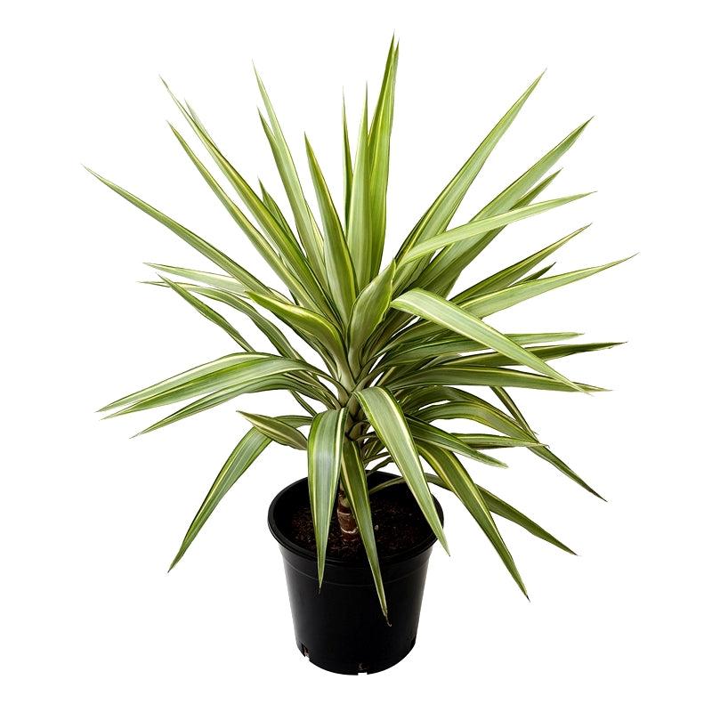 Yucca Elephantipes ‘Silver Star’ (Silver Star Spineless Yucca)