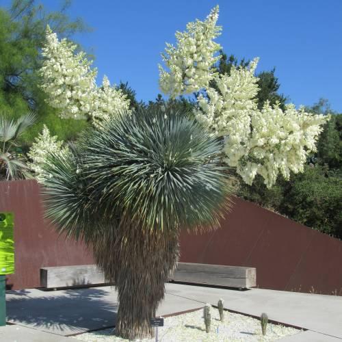 Yucca Rostrata (Beaked Yucca)