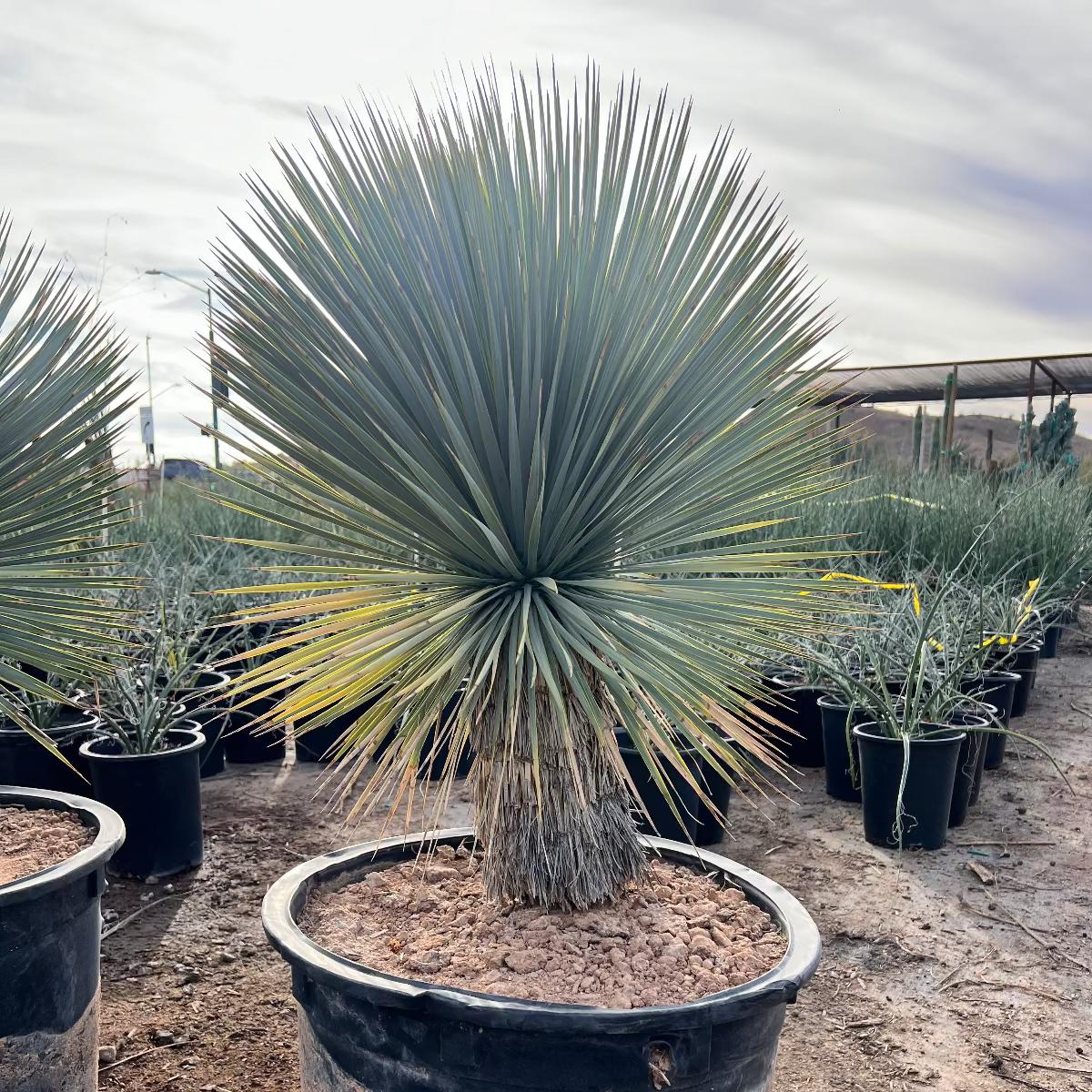 Yucca Rostrata (Beaked Yucca)