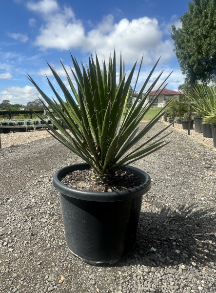 Yucca Filifera (Evergreen Yucca Tree/Succulent)