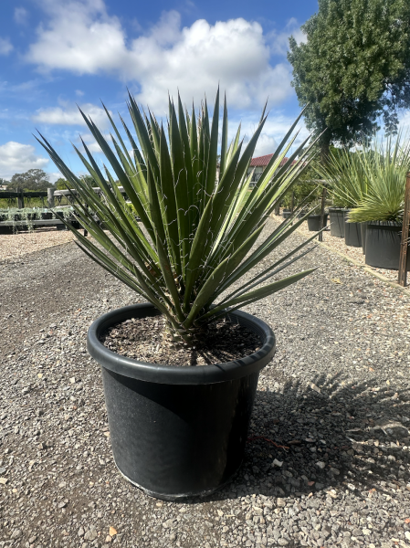 Yucca Filifera (Evergreen Yucca Tree/Succulent)