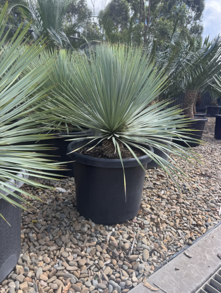 Yucca Rostrata ‘Sapphire Skies’ (Sapphire Skies Beaked Yucca)