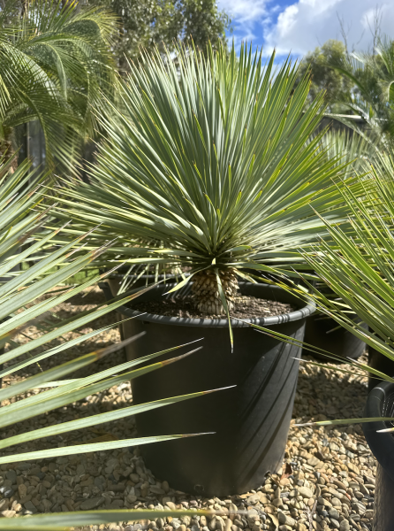 Yucca Rostrata ‘Sapphire Skies’ (Sapphire Skies Beaked Yucca)