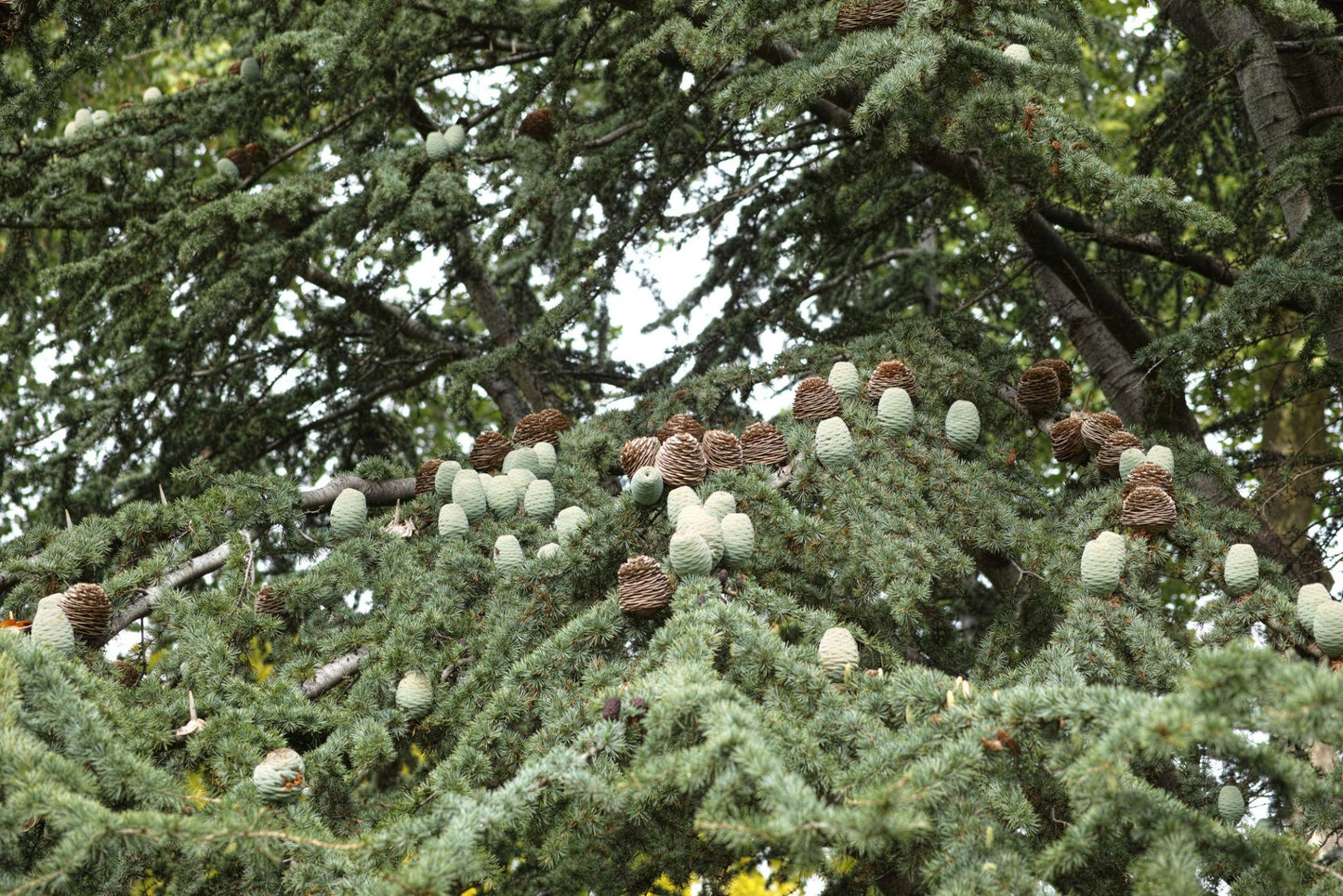 Cedrus Atlantica Aurea (Golden Atlas Cedar)