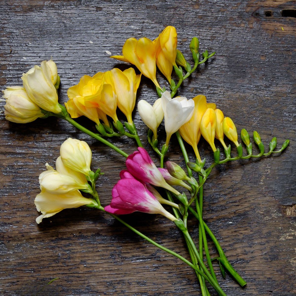 Freesia ‘Hadeco Massing Mix’
