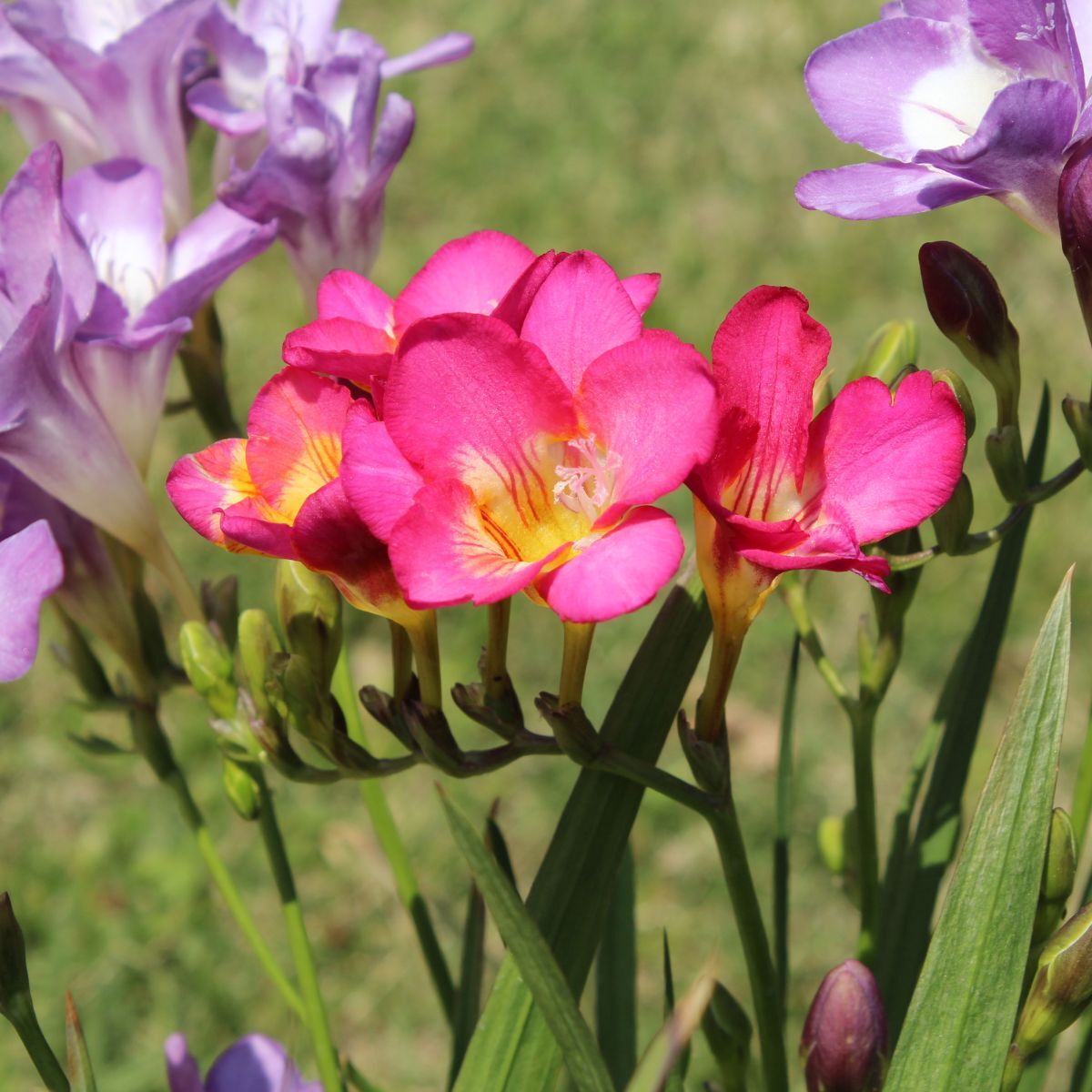 Freesia ‘Hadeco Massing Mix’