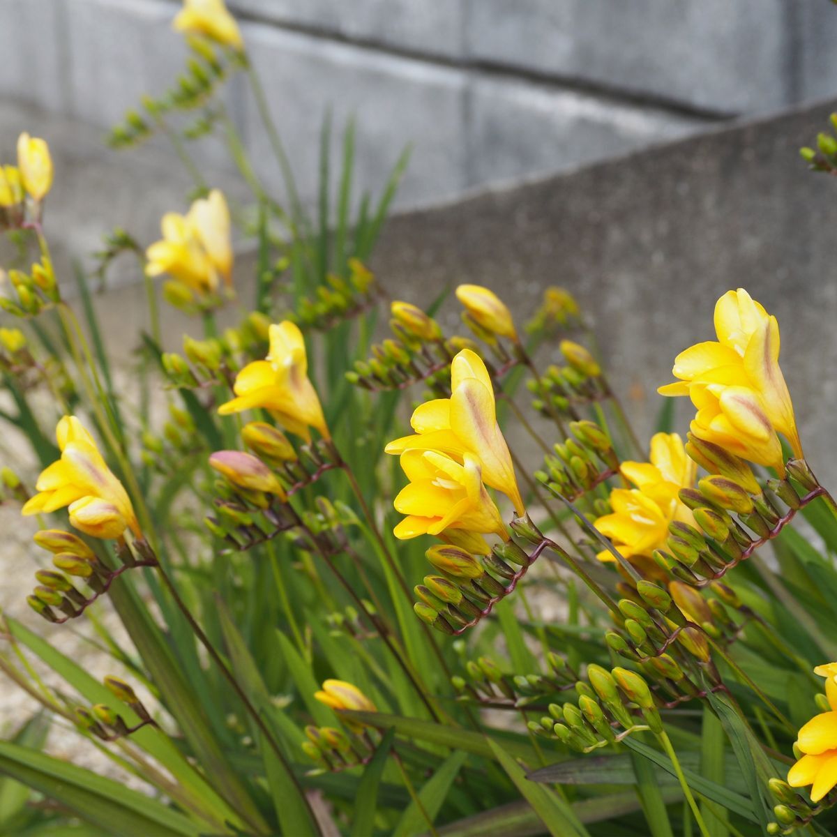 Freesia ‘Hadeco Massing Mix’
