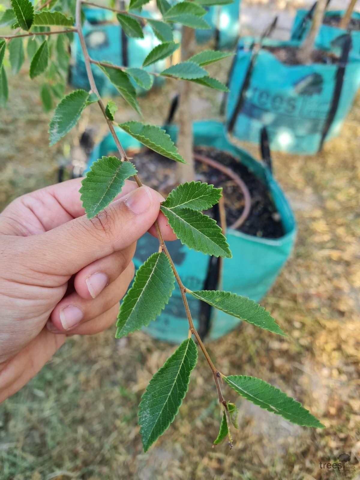 Ulmus parvifolia ‘Inspire’ (Inspire Chinese Elm)