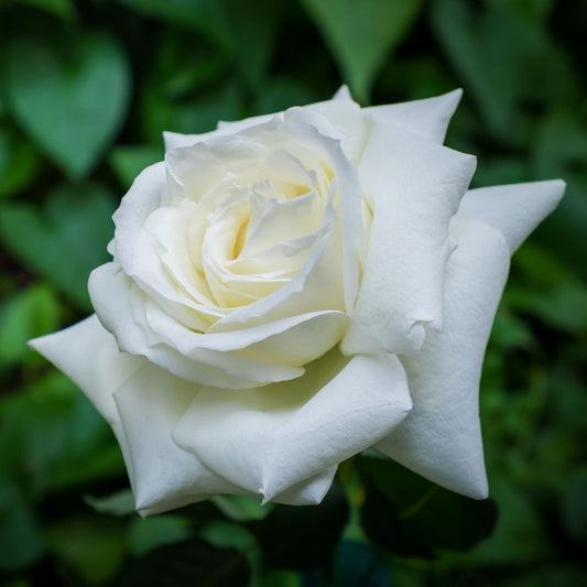 Rosa ‘Pope John Paul II’ (Pope John Paul II Rose)