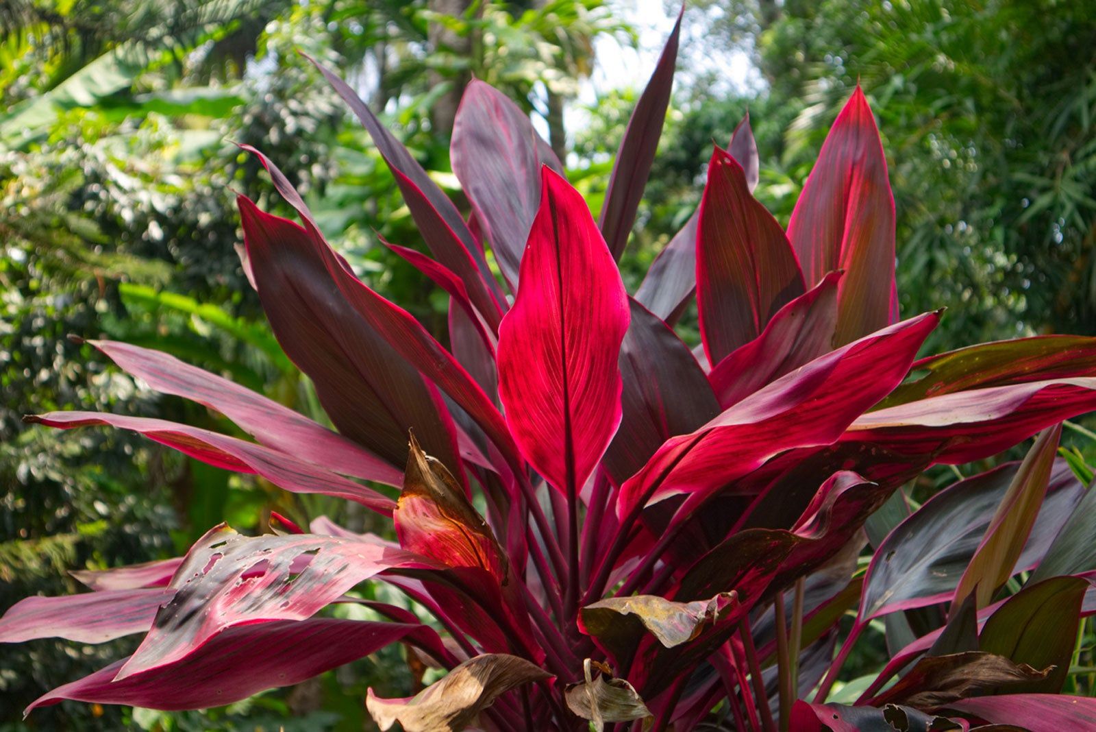 Cordyline Spp. (Assorted Cordyline)