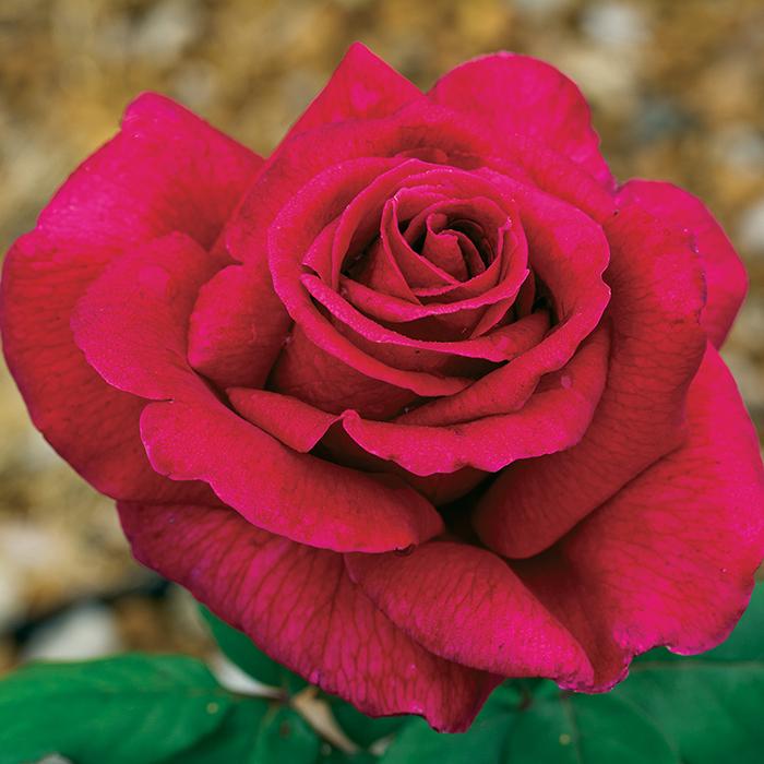 Rosa ‘Climbing Mister Lincoln’ (Climbing Mister Lincoln Rose)