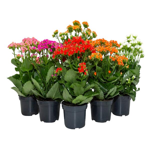 Kalanchoe Blossfeldiana (Assorted Flaming Katy)