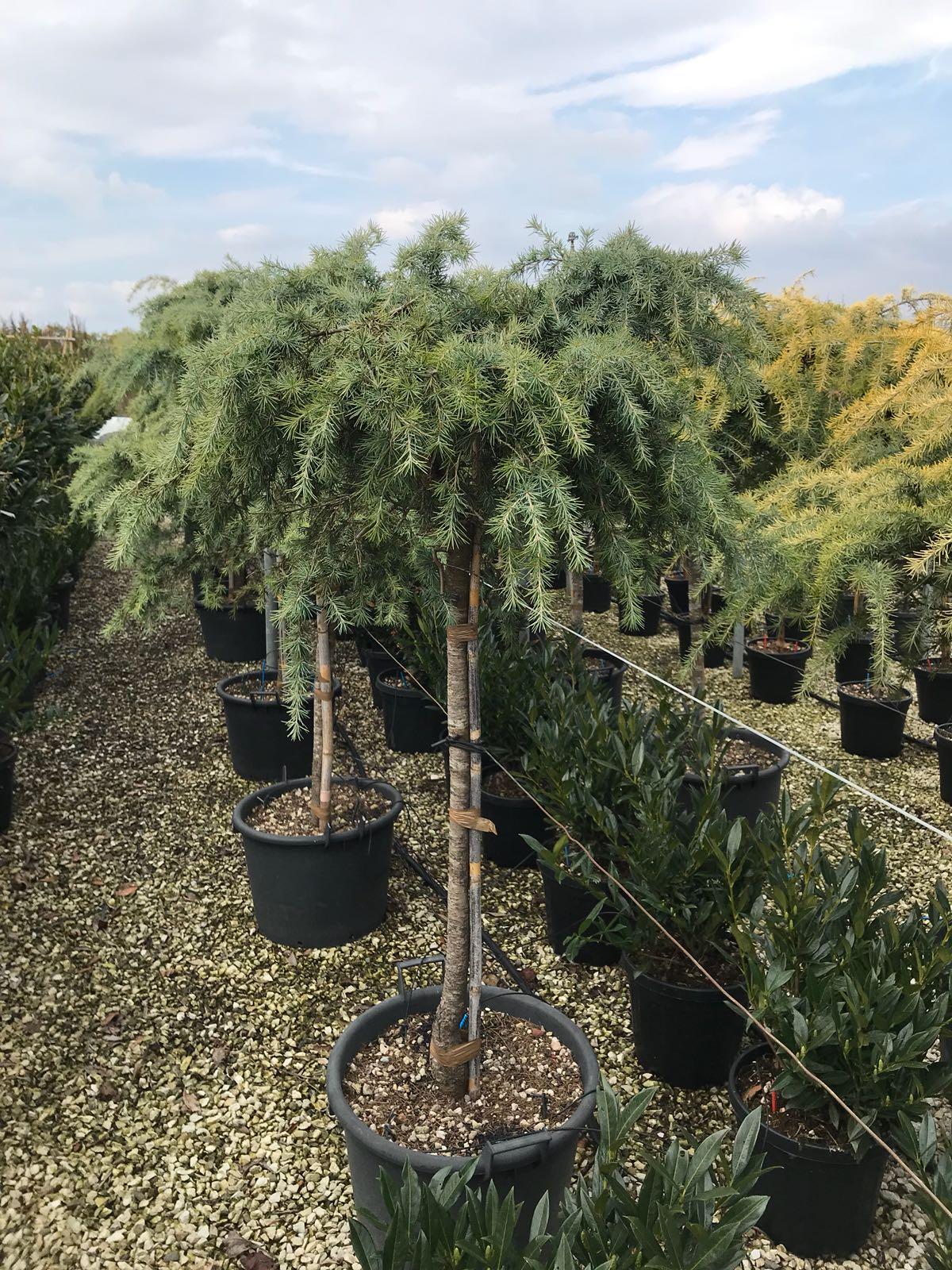 Cedrus Deodara ‘Feelin’ Blue’ Standard (Feelin’ Blue Deodar Cedar Standard)