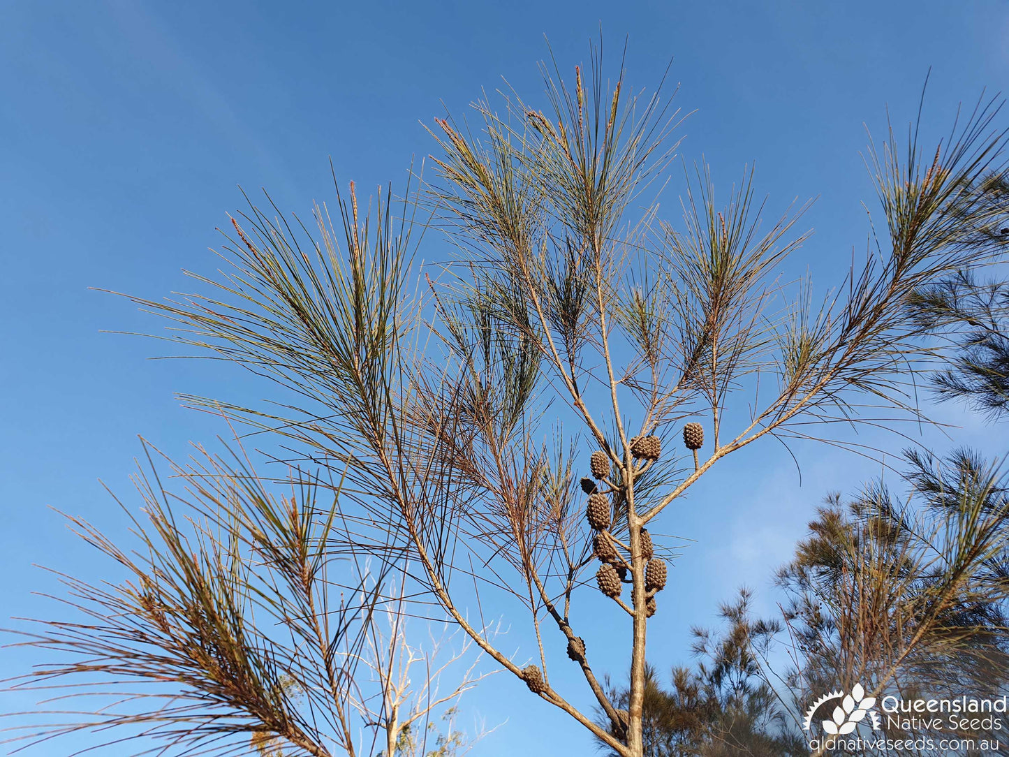 Allocasuarina Littoralis (Black Sheoak)