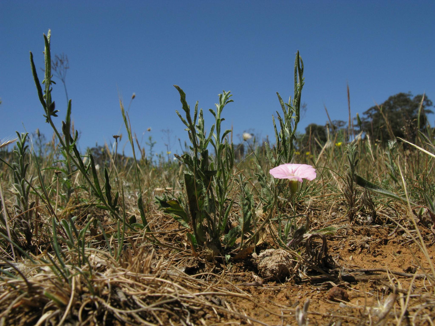 Convolvulus Angustissimus (Australian Bindweed)