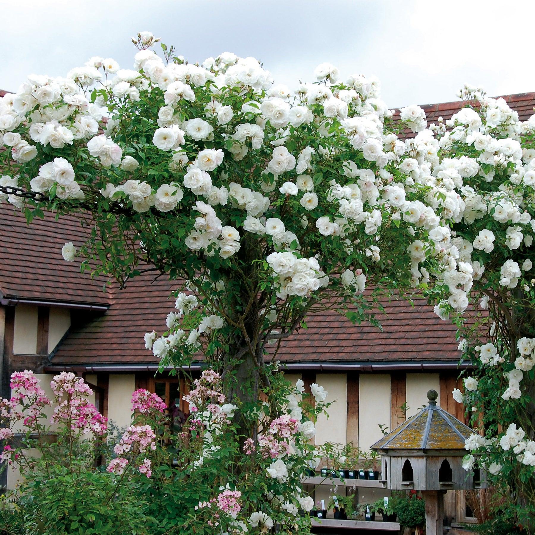 Rosa ‘Climbing Iceberg’ (Climbing Iceberg Rose)