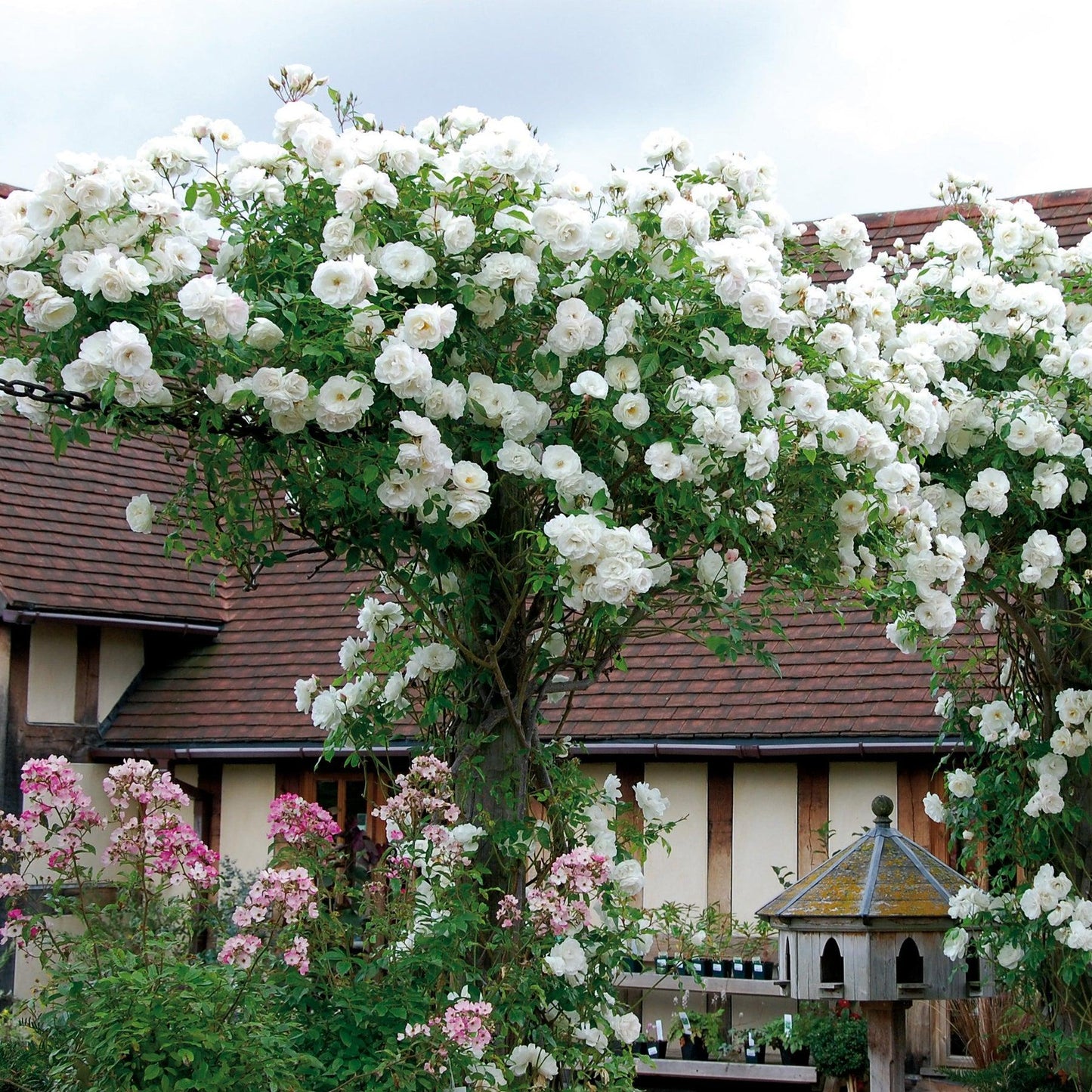 Rosa ‘Climbing Iceberg’ (Climbing Iceberg Rose)