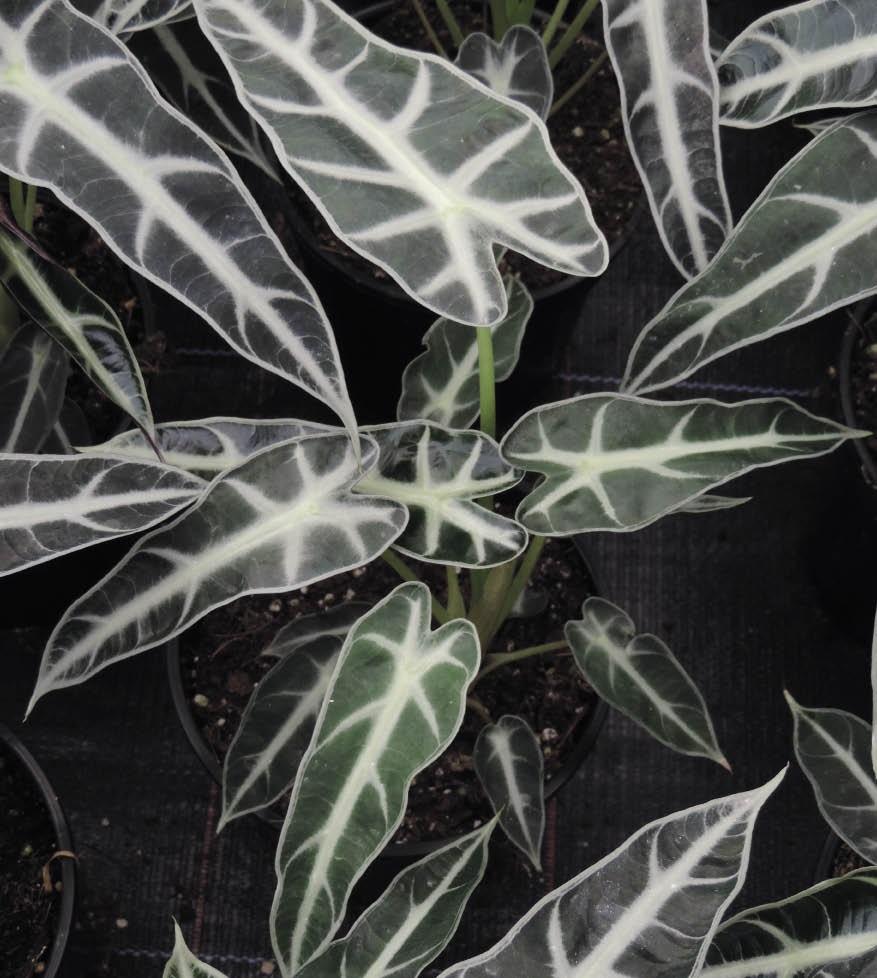 Alocasia × Amazonica ‘Bambino’ (Bambino Arrow Plant)