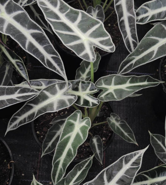 Alocasia × Amazonica ‘Bambino’ (Bambino Arrow Plant)