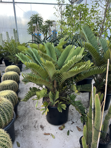 Zamia Furfuracea (Cardboard Palm)