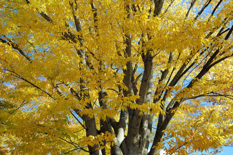 Zelkova serrata (Japanese Elm / Japanese Zelkova)
