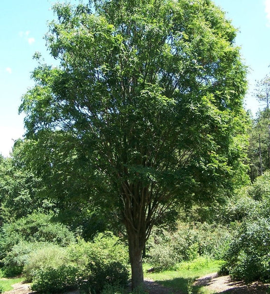 Zelkova Green Vase – Graceful Shade Tree with Autumn Colour | Nursery ...
