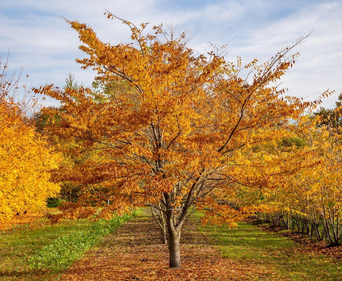 Zelkova Serrata (Japanese Elm / Japanese Zelkova)