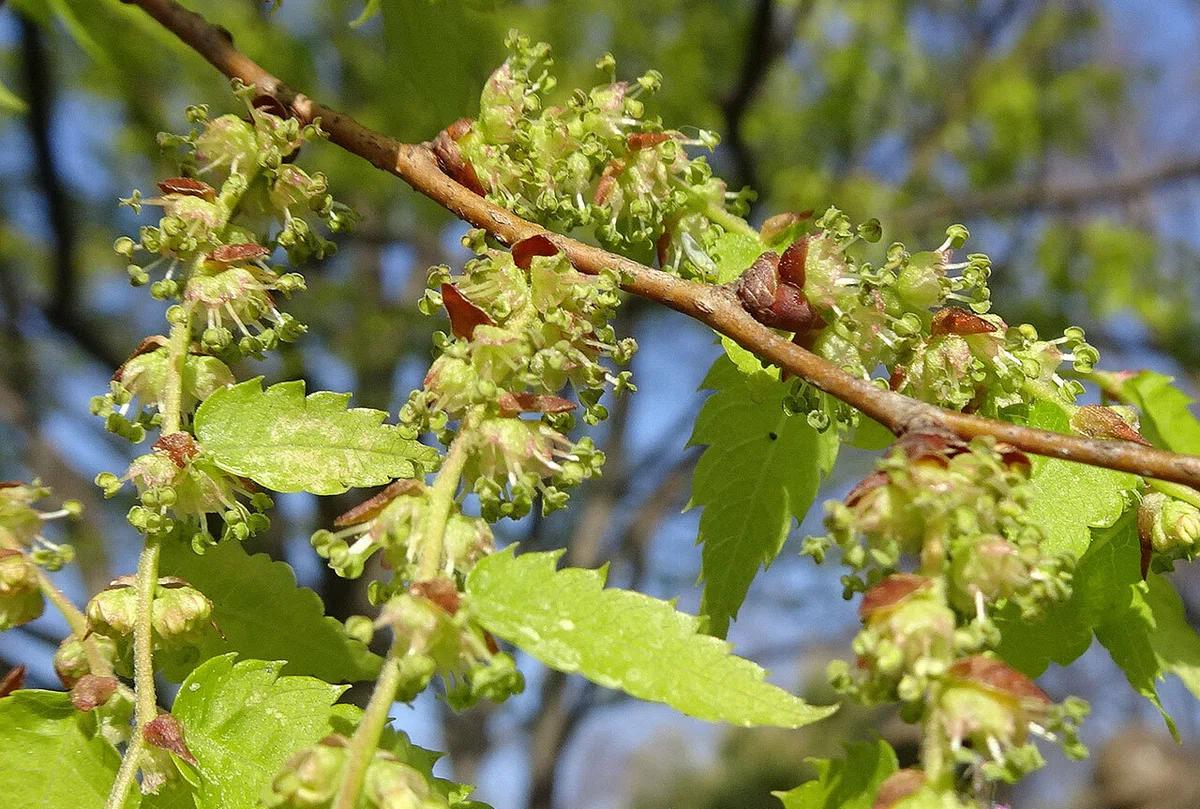 Zelkova Serrata (Japanese Elm / Japanese Zelkova)