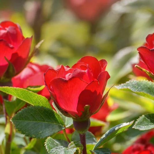 Rosa Zepeti (Rose)