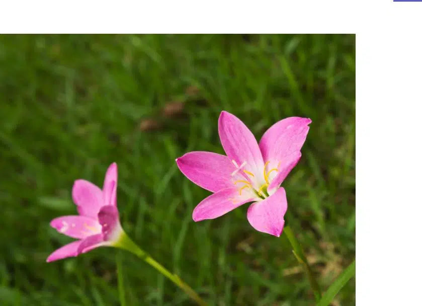 Zephyranthes rosea (Pink Rain Lily)