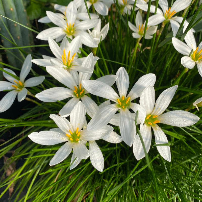 Zephyranthes Candida (White Rain Lily)