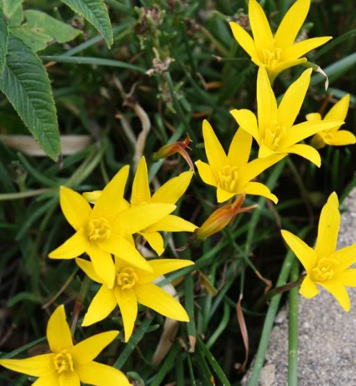 Zephyranthes Flavissima (Yellow Rain Lily)