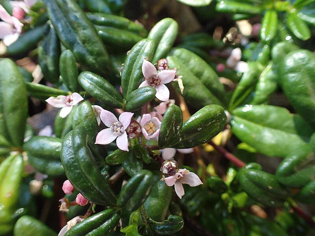 Zieria Prostrata ‘Carpet Star’ (Headland Zieria)