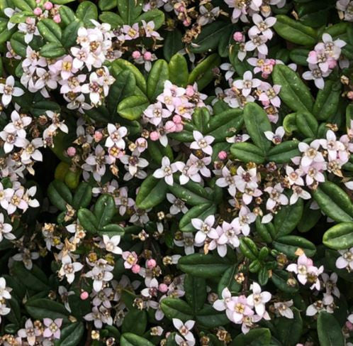 Zieria Prostrata ‘Carpet Star’ (Headland Zieria)
