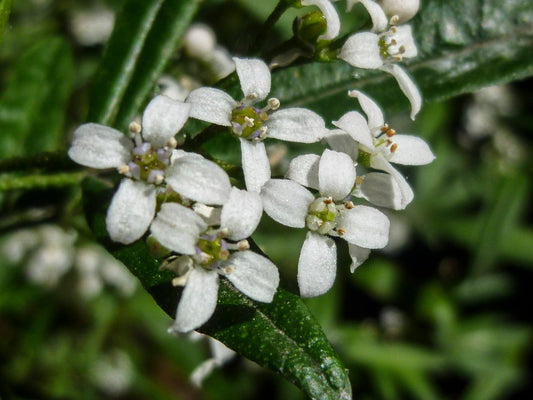 Zieria smithii (Sandfly Bush / Smith’s Zieria)