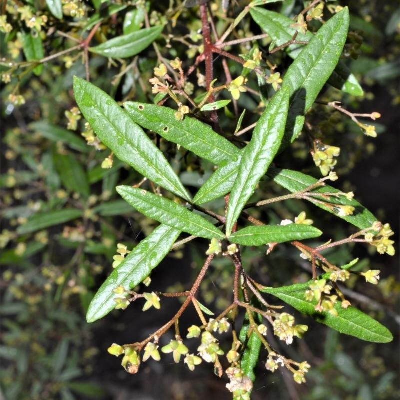 Zieria smithii (Sandfly Bush / Smith’s Zieria)