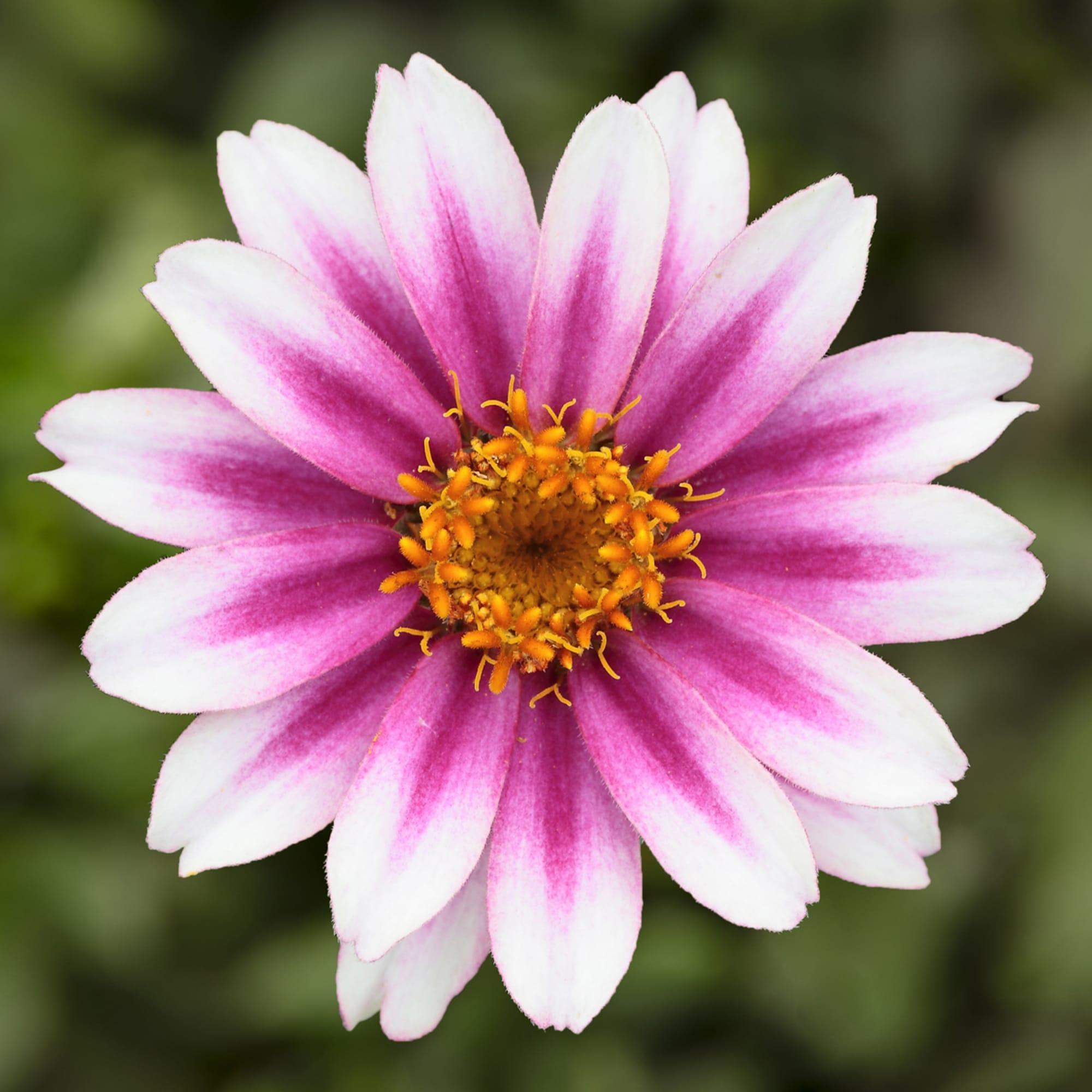 Zinnia 'Profusion Cherry Bicolour' (Cherry Bicolour Zinnia)