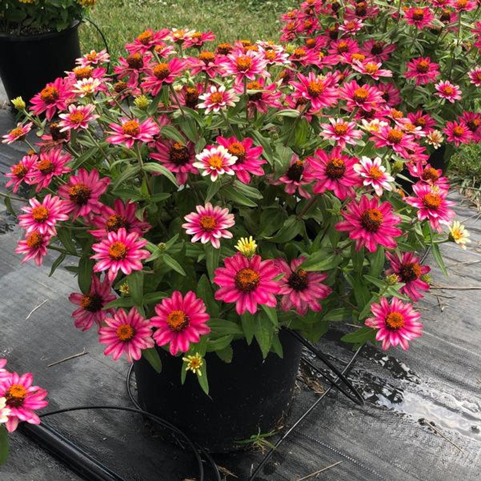 Zinnia 'Profusion Cherry Bicolour' (Cherry Bicolour Zinnia)