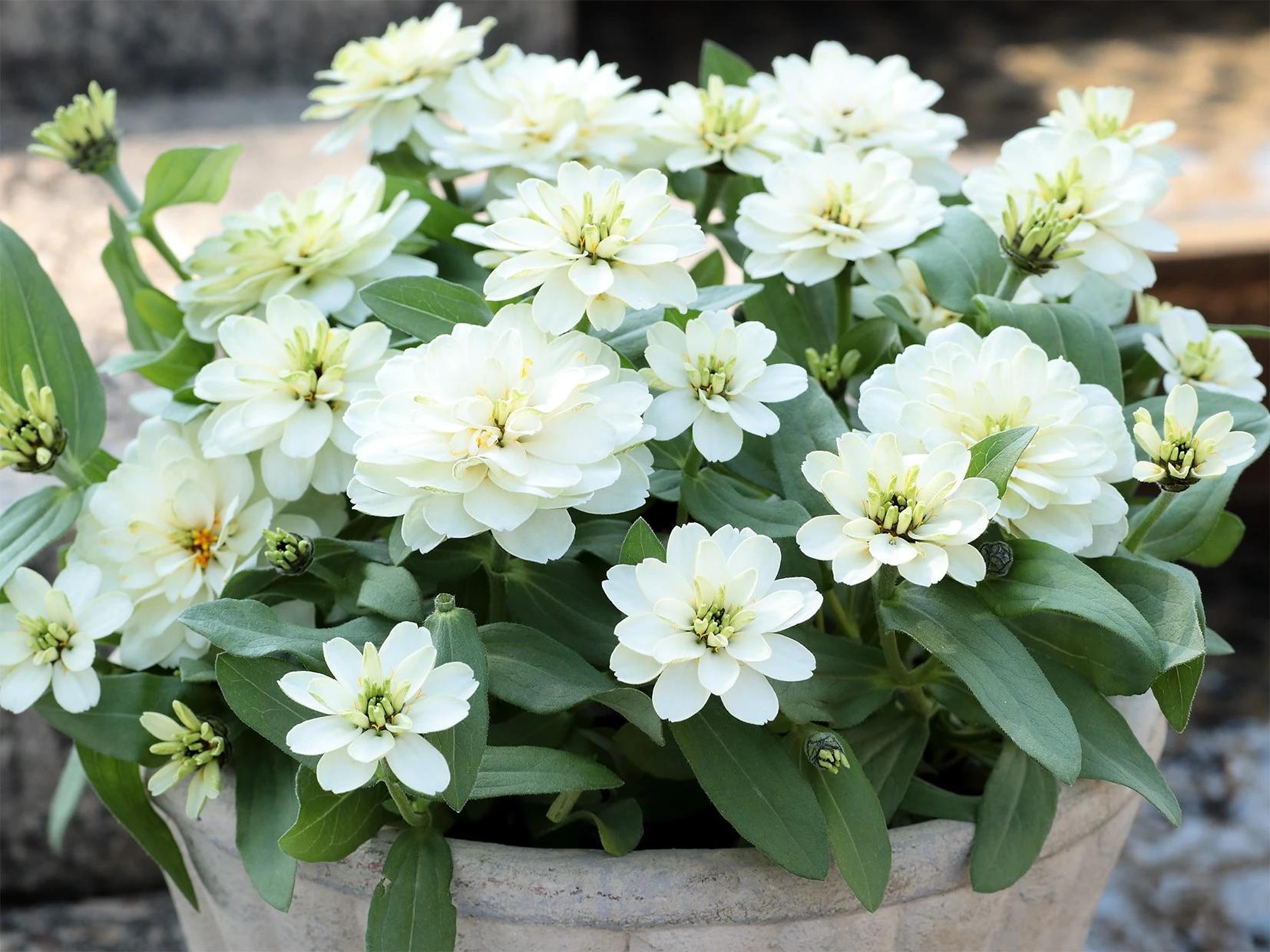 Zinnia 'Profusion Double White' (Double White Zinnia)