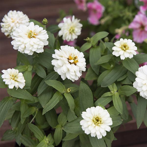 Zinnia 'Profusion Double White' (Double White Zinnia)