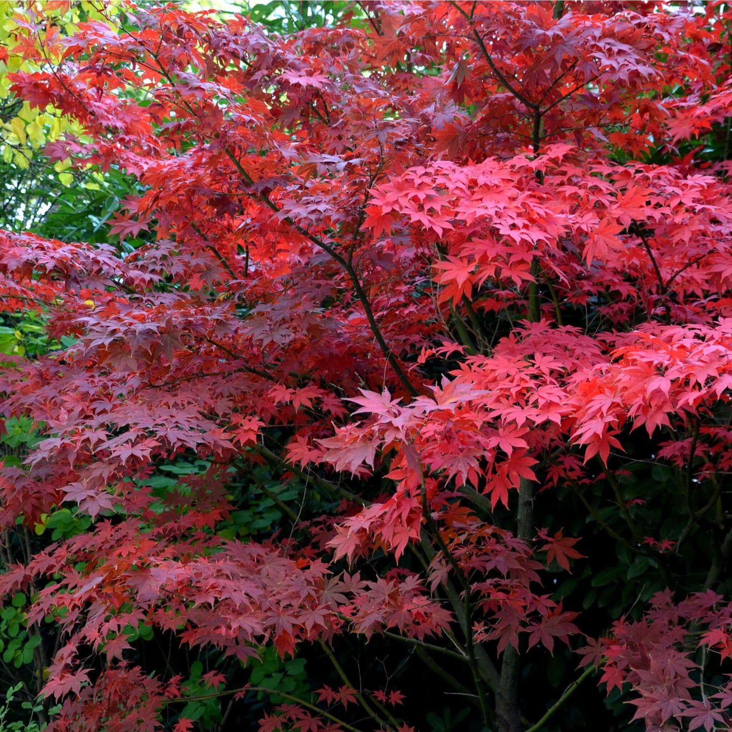 Acer Palmatum ‘Nishiki Fountain’ (Nishiki Fountain Japanese Maple)