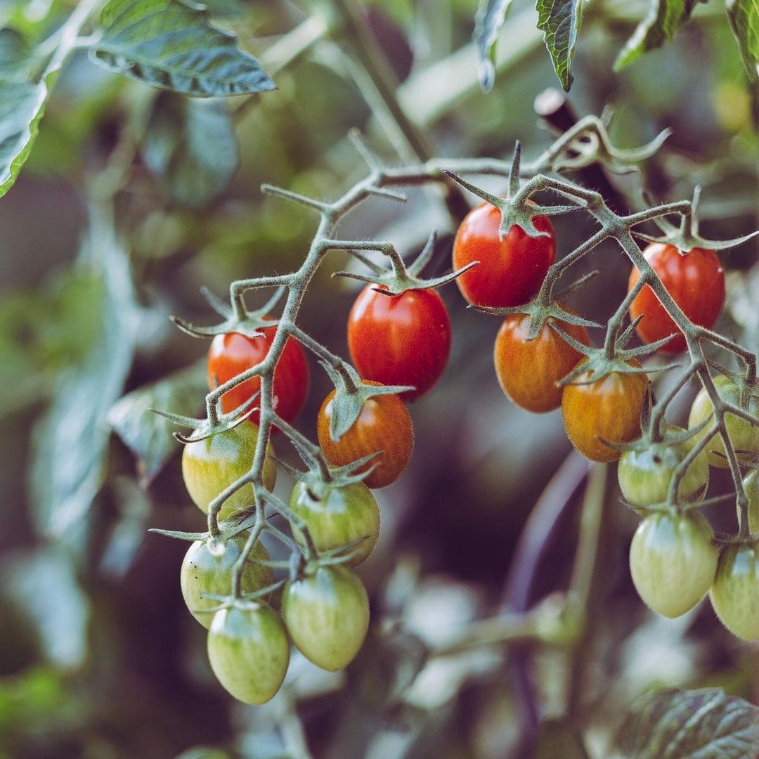 Solanum Lycopersicum (Tomato Cherry Roma)