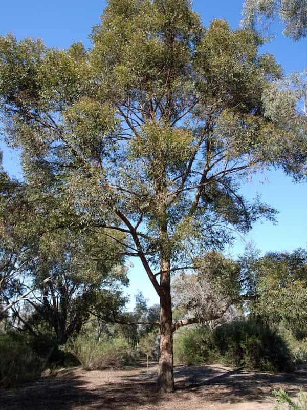 Eucalyptus Eugenioides (Thin-Leaved Stringybark)