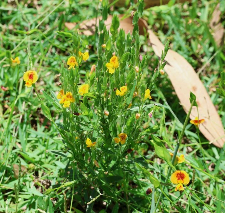 Zornia dyctiocarpa (Prostrate Zornia)