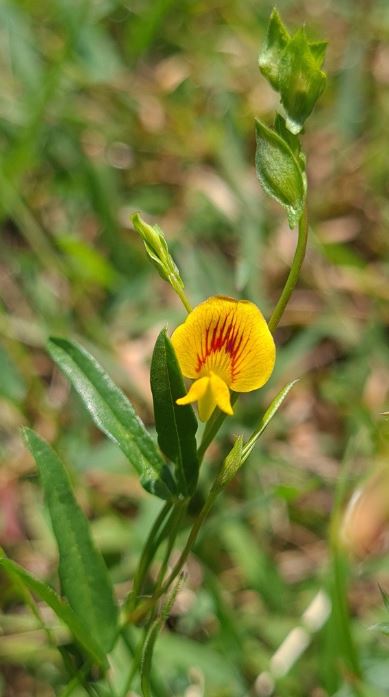 Zornia dyctiocarpa (Prostrate Zornia)