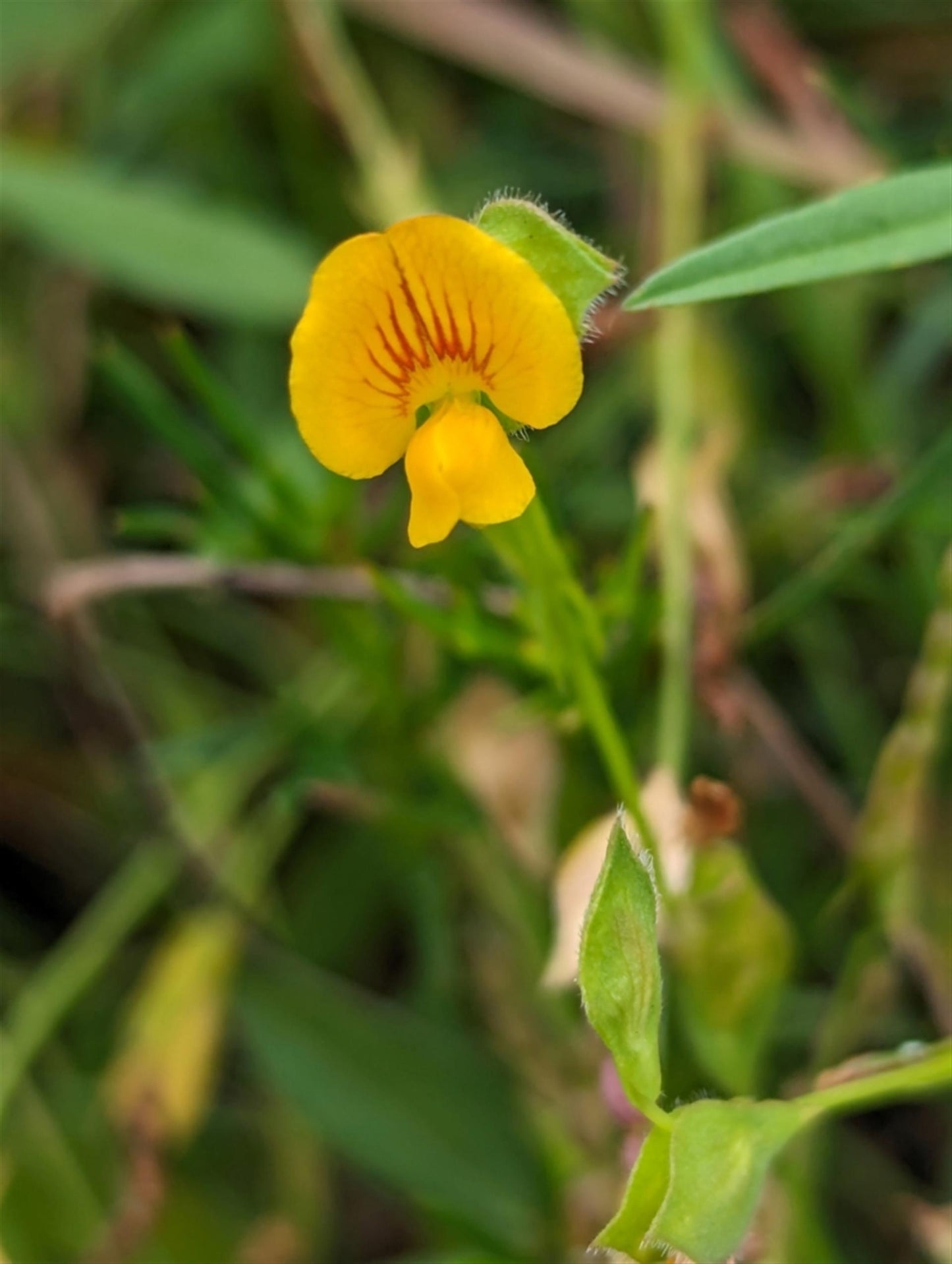Zornia dyctiocarpa (Prostrate Zornia)