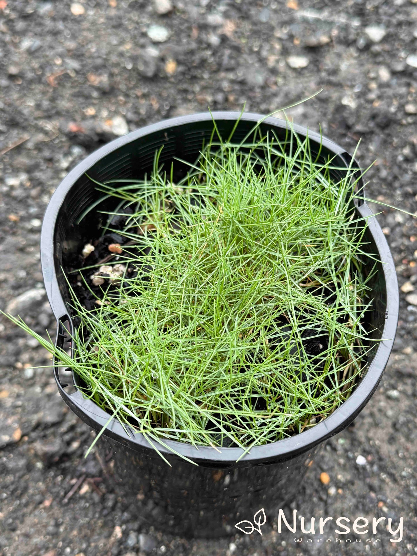 Zoysia Tenuifolia (No Mow Grass)